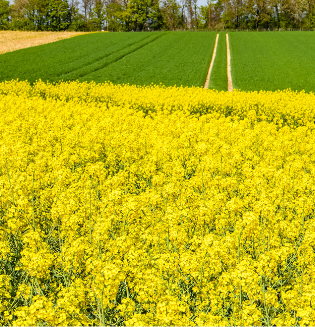 Rapeseed oil